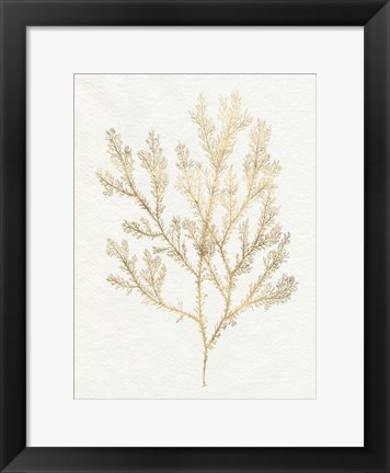 Framed Gilded Algae VI Print