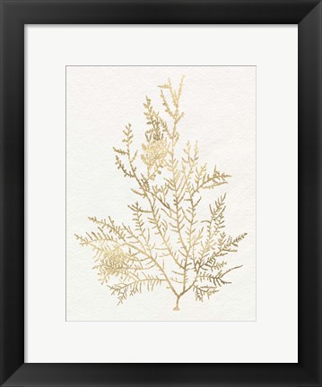 Framed Gilded Algae VIII Print