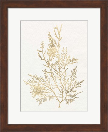 Framed Gilded Algae VIII Print