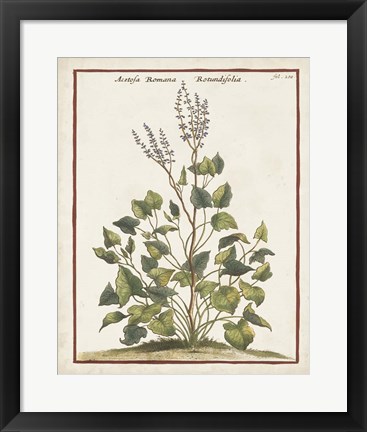 Framed Munting Botanicals V Print