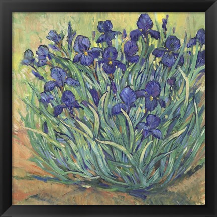 Framed Irises in Bloom I Print