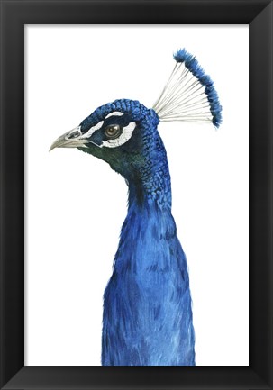 Framed Peacock Portrait II Print