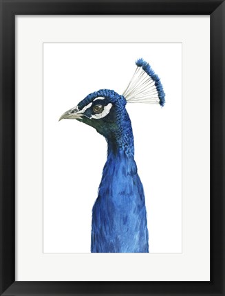 Framed Peacock Portrait II Print