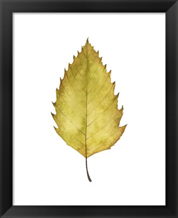 Framed Fall Leaf Study I Print