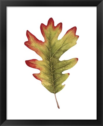 Framed Fall Leaf Study II Print