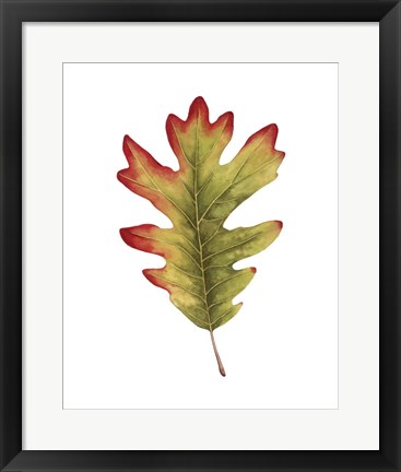 Framed Fall Leaf Study II Print