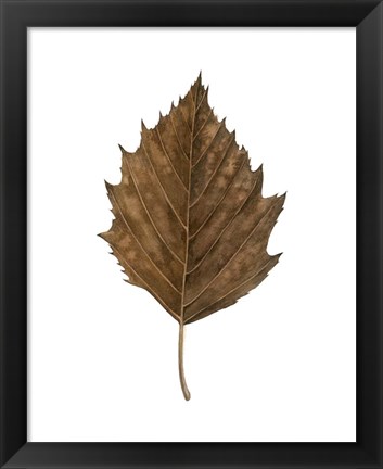 Framed Fall Leaf Study III Print