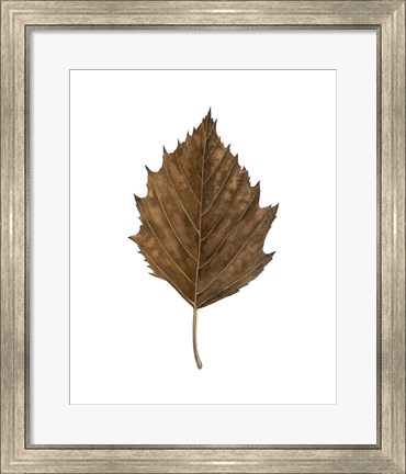 Framed Fall Leaf Study III Print