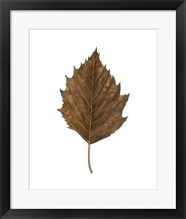 Framed Fall Leaf Study III Print