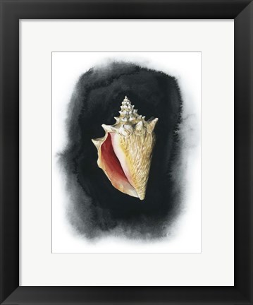 Framed Conch on Black I Print