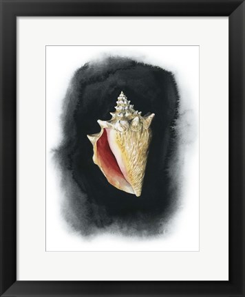 Framed Conch on Black I Print