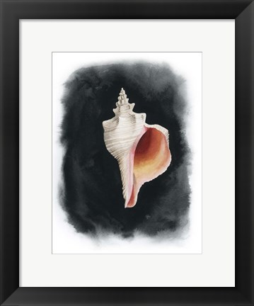 Framed Conch on Black II Print