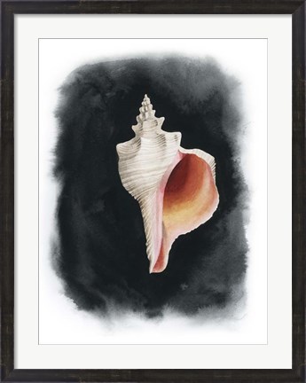 Framed Conch on Black II Print