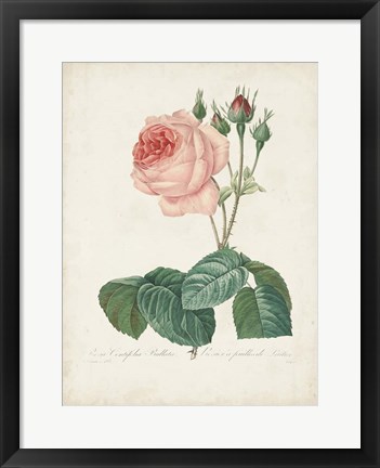 Framed Vintage Redoute Roses I Print