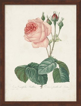 Framed Vintage Redoute Roses I Print