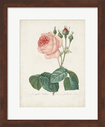 Framed Vintage Redoute Roses I Print