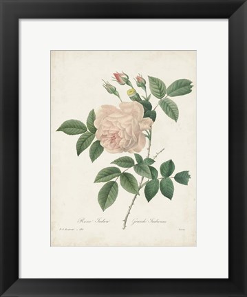 Framed Vintage Redoute Roses II Print