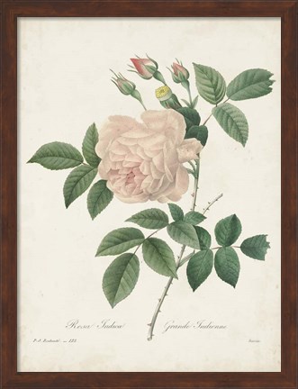 Framed Vintage Redoute Roses II Print