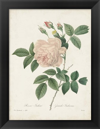 Framed Vintage Redoute Roses II Print