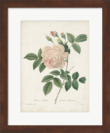 Framed Vintage Redoute Roses II Print