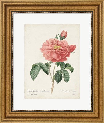 Framed Vintage Redoute Roses III Print