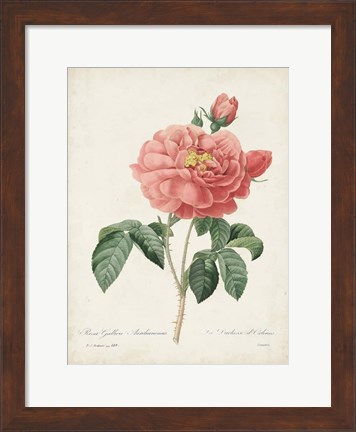 Framed Vintage Redoute Roses III Print