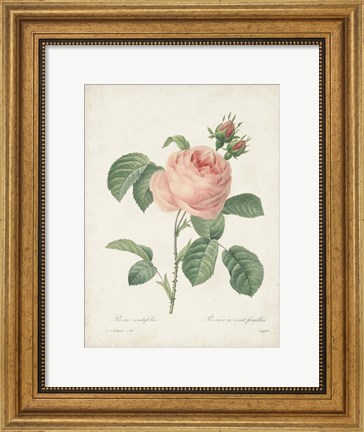 Framed Vintage Redoute Roses IV Print