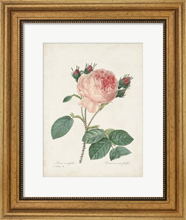 Framed Vintage Redoute Roses V Print