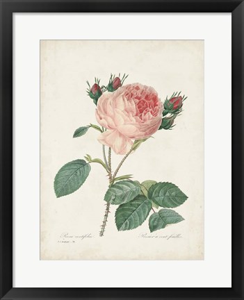 Framed Vintage Redoute Roses V Print