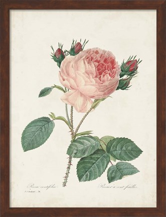 Framed Vintage Redoute Roses V Print