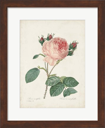 Framed Vintage Redoute Roses V Print