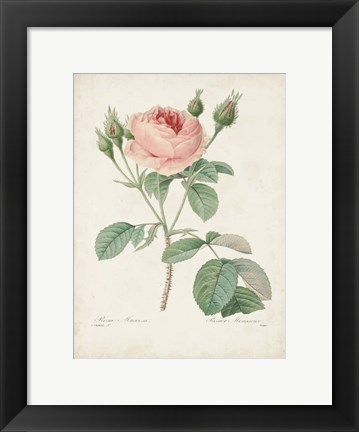 Framed Vintage Redoute Roses VI Print