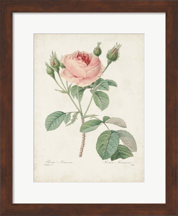 Framed Vintage Redoute Roses VI Print