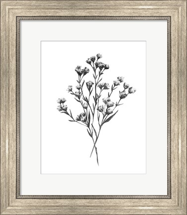 Framed Wild Thistle Bundle I Print