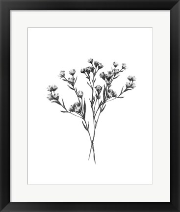 Framed Wild Thistle Bundle II Print