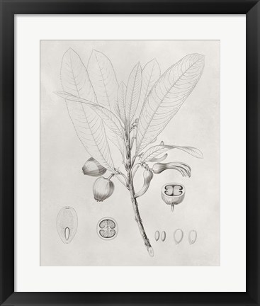 Framed Vintage Leaves I Print