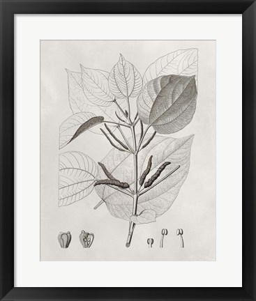 Framed Vintage Leaves III Print