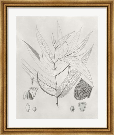 Framed Vintage Leaves IV Print