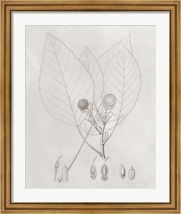 Framed Vintage Leaves V Print