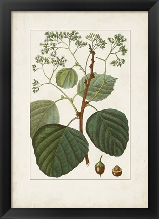 Framed Antique Turpin Botanical IV Print