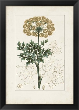 Framed Antique Turpin Botanical VI Print