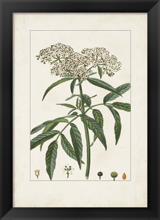 Framed Antique Turpin Botanical VII Print