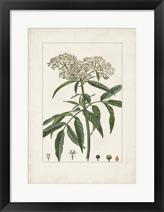 Framed Antique Turpin Botanical VII Print