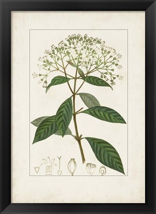 Framed Antique Turpin Botanical VIII Print