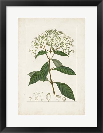 Framed Antique Turpin Botanical VIII Print