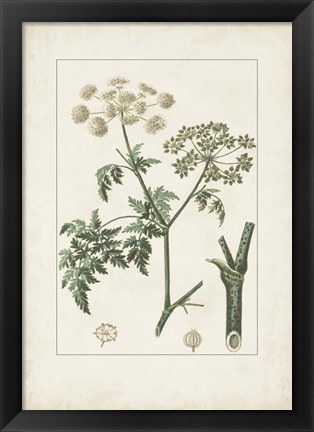 Framed Antique Turpin Botanical IX Print