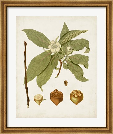 Framed Antique Leaves I Print