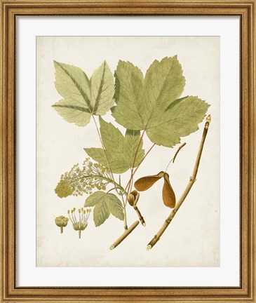 Framed Antique Leaves IV Print