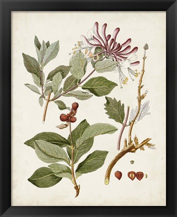 Framed Vintage Flowering Trees III Print