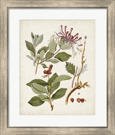 Framed Vintage Flowering Trees III Print